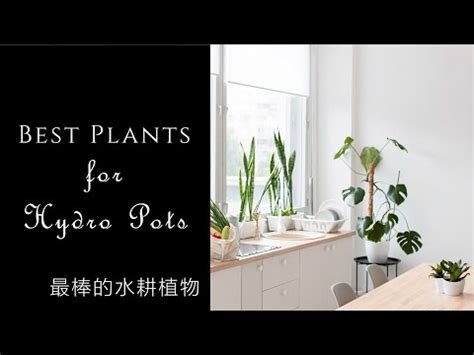 辦公室水耕植物|辦公室放什麼植物最好？耐旱耐陰品種推薦 